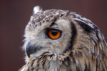 Bengalenuhu