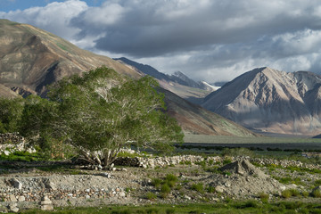 Old tree standing alone with mountain range background