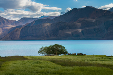 Alone big tree in the green field at Pangong lake with mountain range background in shiny day 