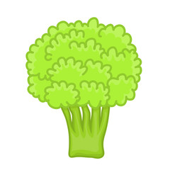 green broccoli isolated illustration