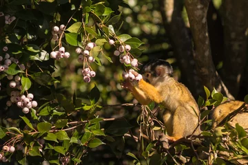 Printed kitchen splashbacks Monkey squirrel monkey eating berries