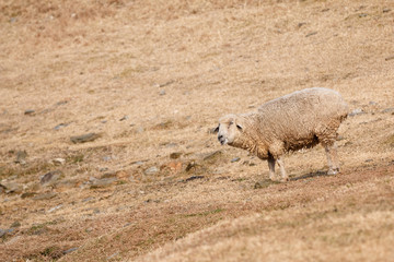 羊のポートレート