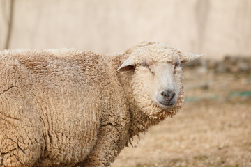 羊のポートレート