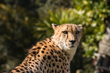 closeup of watchful cheetah