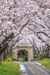 桜のアーチ＠佐賀県武雄市