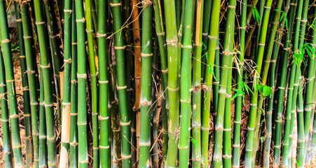 Obraz premium Bamboo Stems