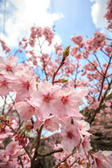 桜の花