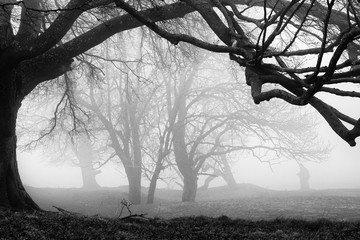 Bäume im Nebel werden von einem Baum im Vordergrund eingerahmt.