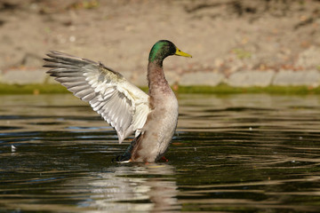 Mallard - Male