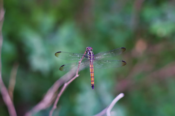 dragonfly in the forest