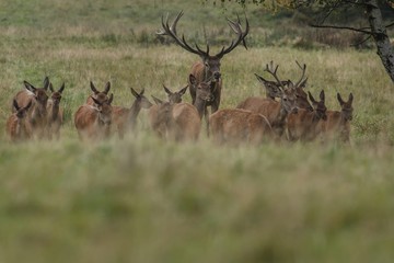 Red deer / Czech republic deer 