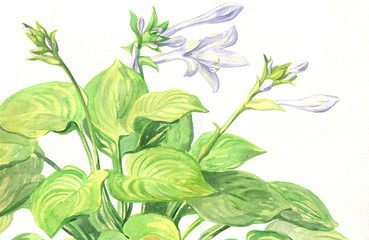 Garden flowering plant Hosta flowers. Watercolor painting