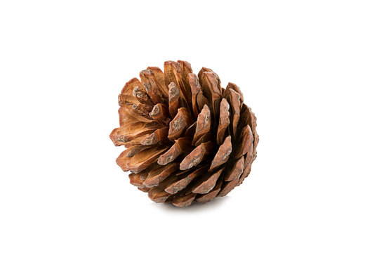 cones various coniferous trees isolated on white