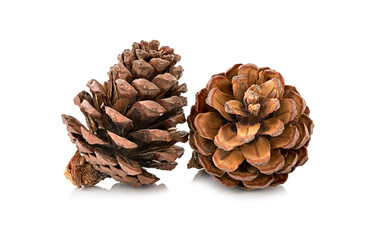 Fototapeta premium cones various coniferous trees isolated on white