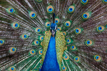 Obraz premium 孔雀のポートレート