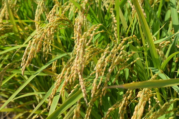 収穫前の稲穂／山形県の庄内地方で、収穫前の稲穂を撮影した写真です。