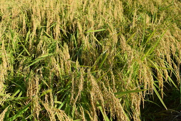 収穫前の稲穂／山形県の庄内地方で、収穫前の稲穂を撮影した写真です。