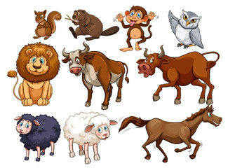 Fototapeta premium Wild animals in various types