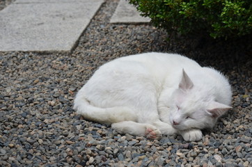 お昼寝　にゃんこ