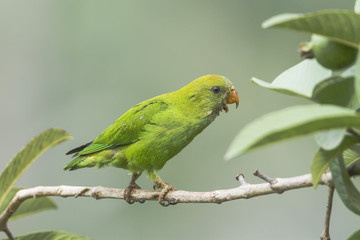 Ceylon Hanging-Parrot in Ella, Sri Lanka 