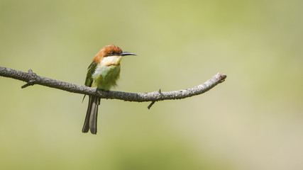 Chestnut-headed bee-eater in Ella, Sri Lanka
