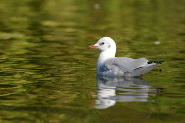 Black-headed Gull