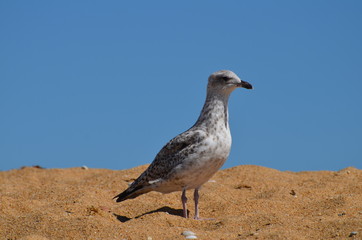 Jeune goéland argenté.