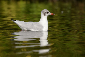 Black-headed Gull