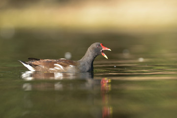 Moorhen