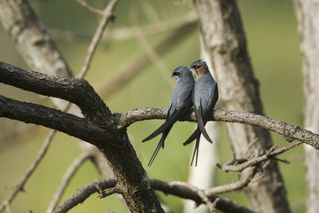 Crested Treeswift and Chestnut-headed bee-eater in Ella, Sri Lan
