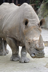 Fototapeta premium サイのポートレート