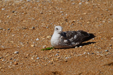Jeune goéland argenté.