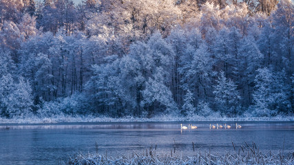 Few swans at sunrise on frozen lake