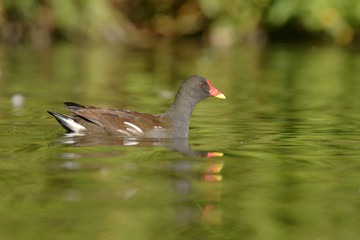 Moorhen