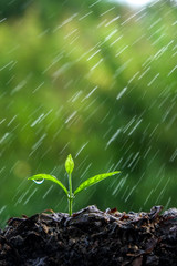 Green sprouts in the rain