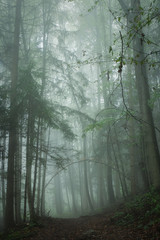 In einem Dichten Wald verlieren sich die Bäume im dichten Nebel.