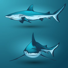 Obraz premium Sharks