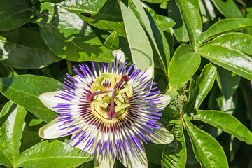 Beautiful Passion Flower / The beautiful Passiflora Caerulea also known as Passion Flower