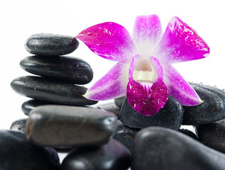 Fototapeta na wymiar stones and orchid on the white background