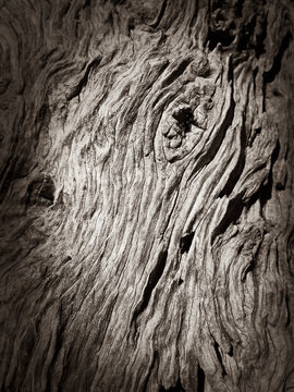 Bark olive tree