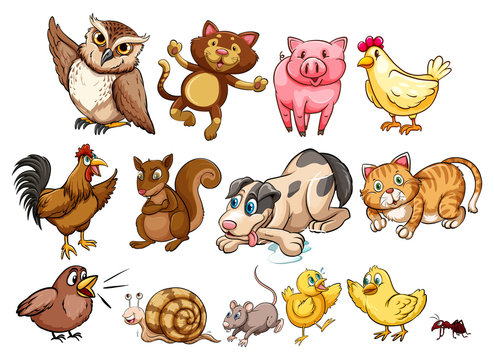 Different type of farm animal and pet