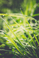 Grass Background Shallow Dof Retro