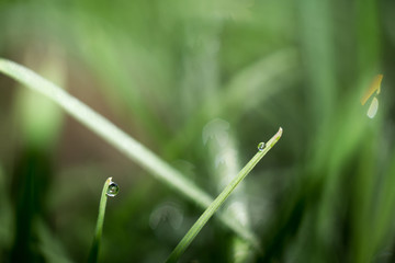 Macro of Morning Grass