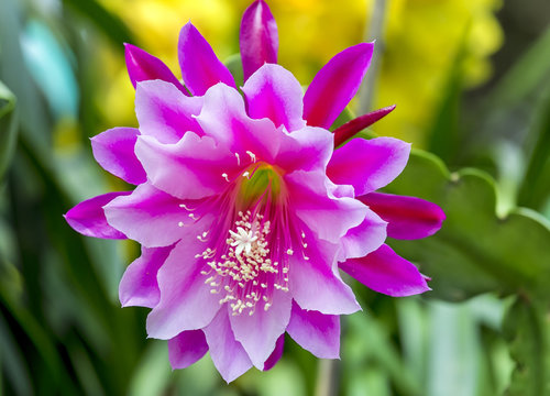 Hybrids Epiphyllum bloom with bright red light fragrance makes us more love flowers with thorns