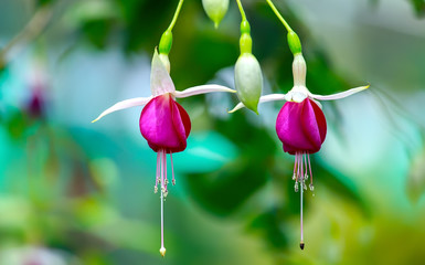 Two flower Fuschia happy together like two lanterns shining shimmering blue background showing...