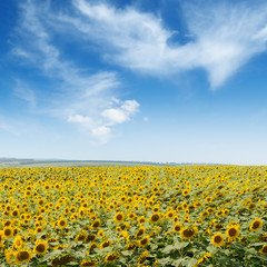 Blooming sunflower plantation and blue sky