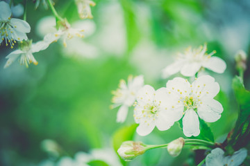 White Blossom in Spring Retro