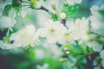White Blossom in Spring Retro