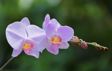Branch wild orchids shimmering in the wind with the mist sprayed on the flowers do more beautiful...