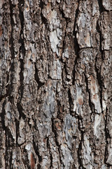 bark texture